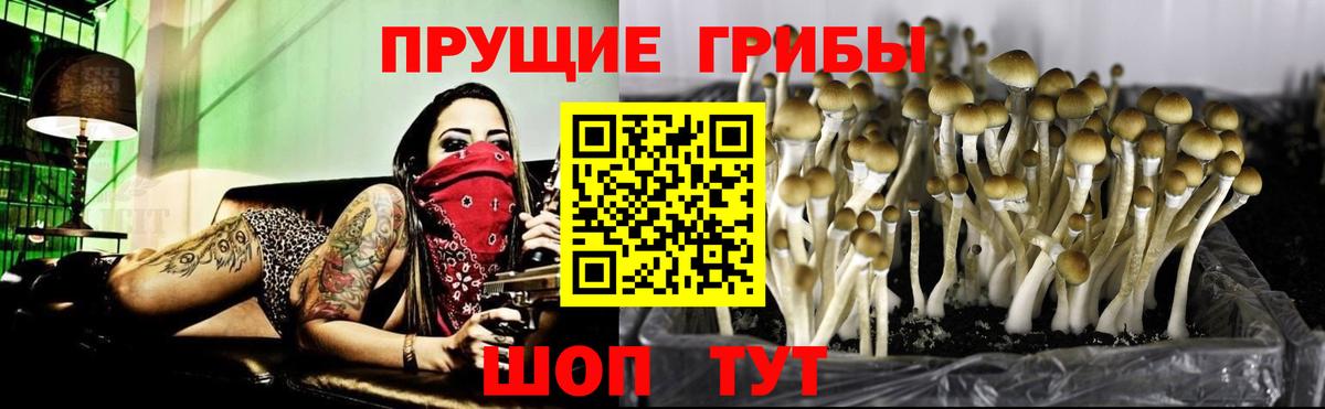 Галлюциногенные грибы GOLDEN TEACHER  Вход с VPN  Псилоцибиновые грибы мицелий  Новозыбков 